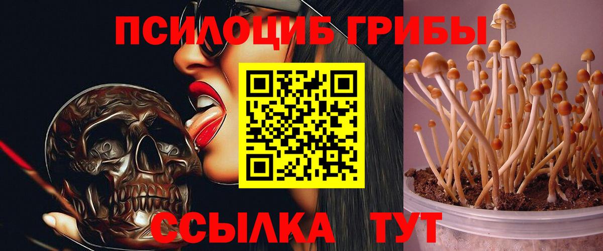 Галлюциногенные грибы мухоморы  Люберцы  Галлюциногенные грибы Psilocybe 
